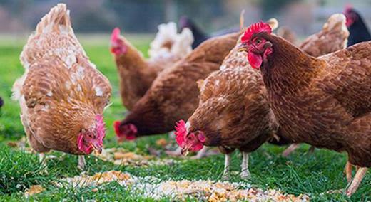 Animal Health & Nutrition Banner