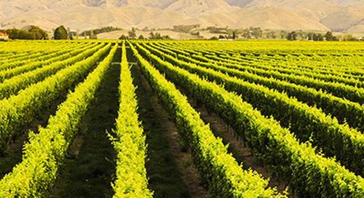 Agricultural Crops Banner